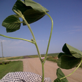 beans_sm
