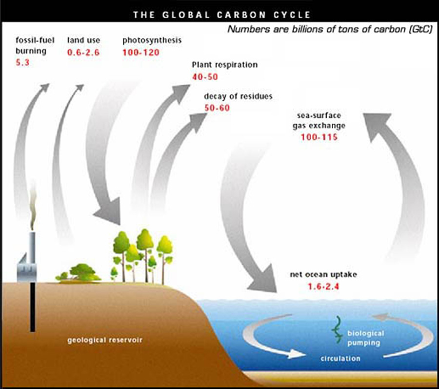The Global Carbon Cycle : SMAP