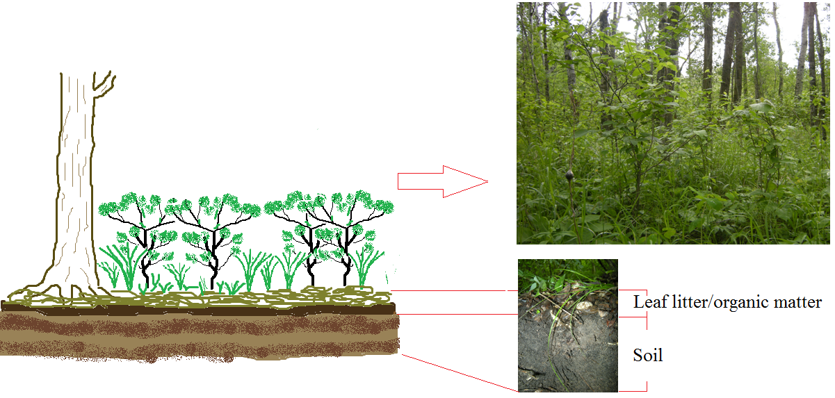 Diagram and photos of forest vegetation.
