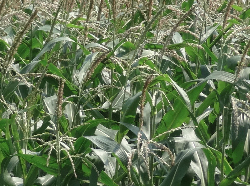 Photo 1: Tassels on 2.2 m corn, July 17.