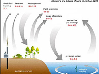 The Global Carbon Cycle